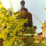 Dzwonnica Radziejowskiego